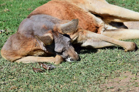 Very muscular wild red kangaroo lying on the grass in Queensland, Australiaの写真素材
