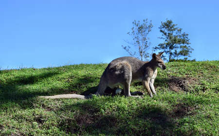 Wild gray kangaroo standing on the grass in Queensland, Australiaの写真素材