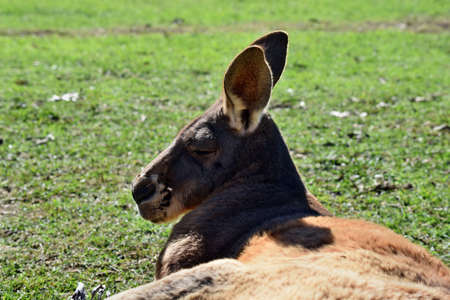  Very muscular wild red kangaroo lying on the grass in Queensland, Australia