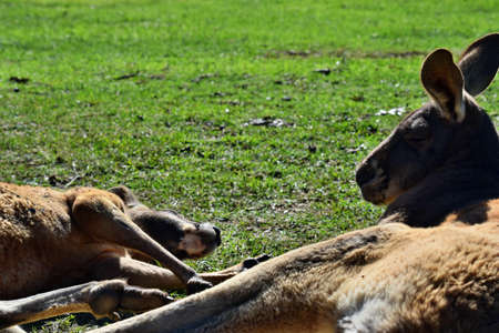 Wild two red love kangaroos lying on the grass in Queensland, Australiaの写真素材