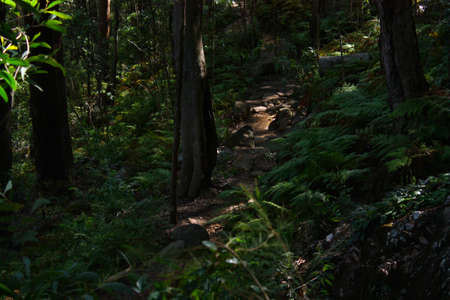 Forest Way at Ngungun Glass House Mountains National Park, Queensland Australia.