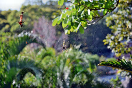 Golden orbweaver orb-weaver spider (Nephila plumipes) in Sunshine Coast, Queensland,  Australia
