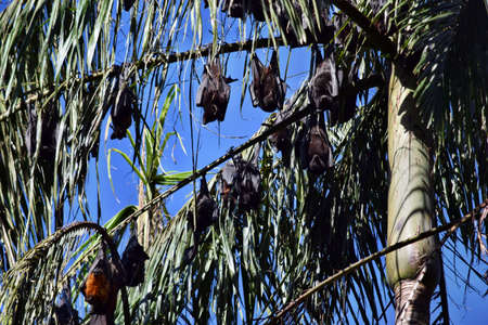 Group of Bat  flying fox, (Pteropus lylei or Pteropodidae) perched hanging on a palm tree in rainforestの写真素材