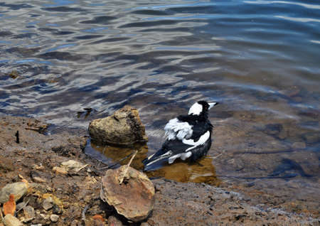 Australian Magpie (Gymnorhina tibicen) in Sunshine Coast, Queensland, Australia.の写真素材