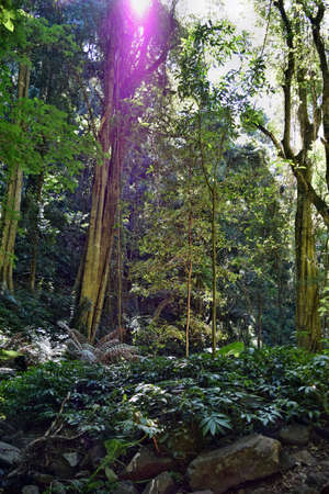 Huge rainforest tree in Bunya National Park, Queensland Australia.
