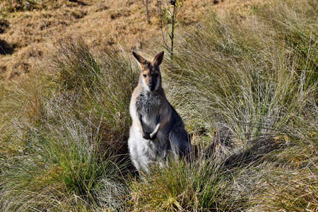 Young cute wild grey kangaroo sitting and looking on the grass in Bunya National Park, Queensland,...