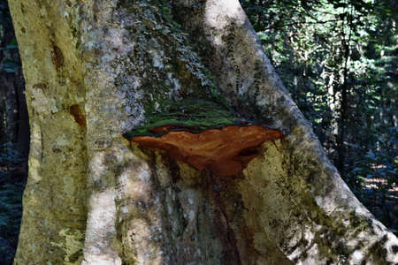 Ganoderma polypore mushroom growing on wood in nature