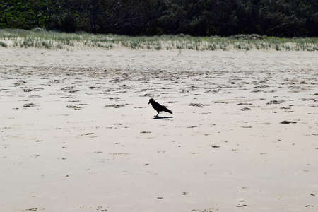 Australian black raven (Torresian crow) on beach  in Noosa National Park, Sunshine Coast, Queensland, Australia. の写真素材