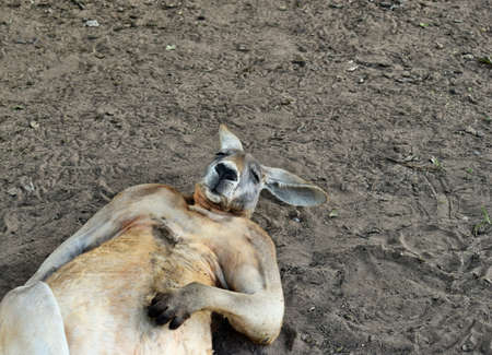 Big so funny wild red kangaroo sleeping on the ground in Queensland, Australiaの写真素材