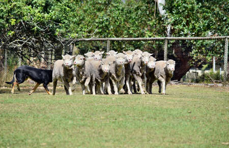 Escaping sheeps which a cattle dog cross kelpie chasing in agriculture farm in Australia