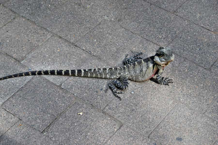The Australian lizard eastern water dragon ( Physignathus lesueurii) on pavement city center in Brisbane, Queensland, Australiaの写真素材