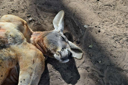 Big so funny wild red kangaroo sleeping on the ground in Queensland, Australiaの写真素材