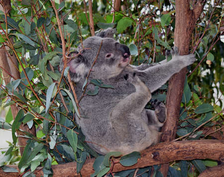 Cute koala looking on a tree branch eucalyptus in Australiaの写真素材