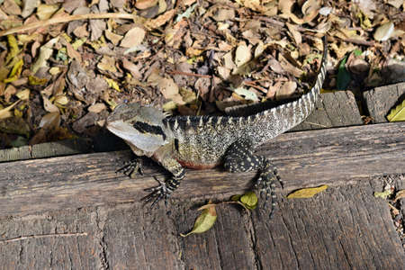 The Australian lizard eastern water dragon ( Physignathus lesueurii) on fence of Noosa National Park, Sunshine Coast, Queensland, Australiaの写真素材