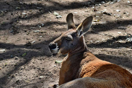 Big and cute wild red kangaroo looking in Sunshine Coast, Queensland, Australiaの写真素材
