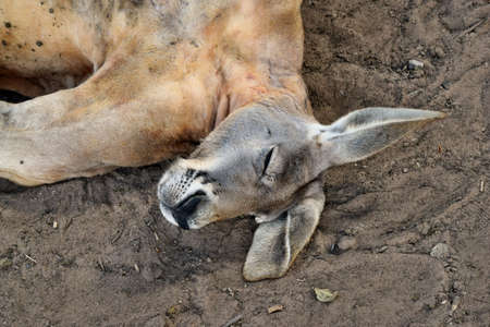 Big so funny wild red kangaroo sleeping on the ground in Queensland, Australiaの写真素材