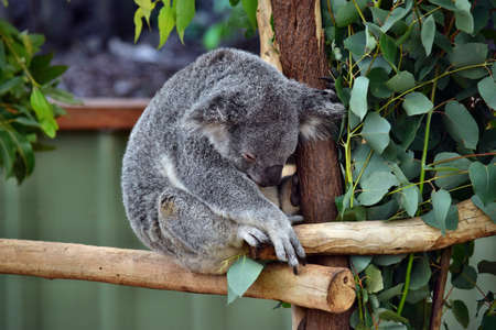 Cute koala sleep on a tree branch eucalyptus in Australiaの写真素材