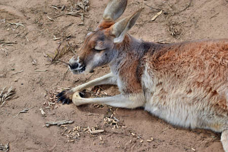  Wild red kangaroo resting in Queensland, Australiaの写真素材