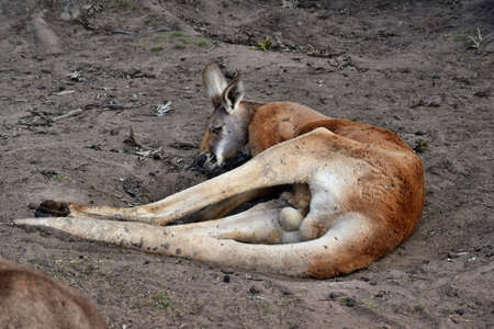  Wild red kangaroo sleeping and resting on the grass in the park in Queensland, Australiaの写真素材