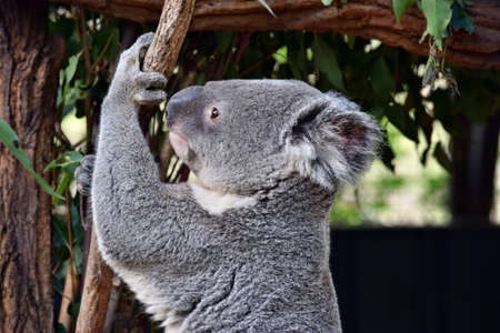 Cute koala looking on a tree branch eucalyptus in Australiaの写真素材