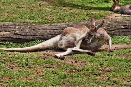  Wild red kangaroo resting in Queensland, Australiaの写真素材