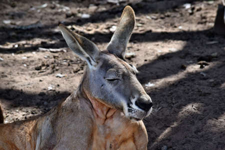 Big and cute wild red kangaroo looking in Sunshine Coast, Queensland, Australiaの写真素材