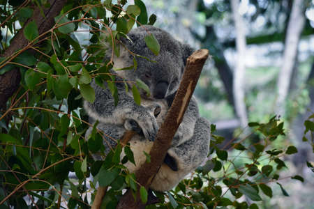 Cute koala sleep on a tree branch eucalyptus in Australiaの写真素材