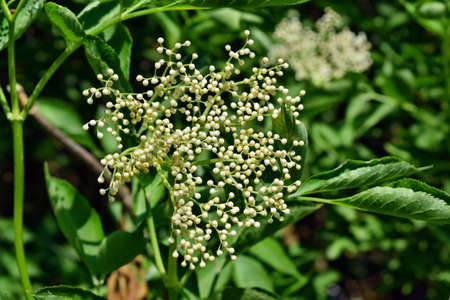 Elderflower flower head sambucus nigra for wine and alternative medicine