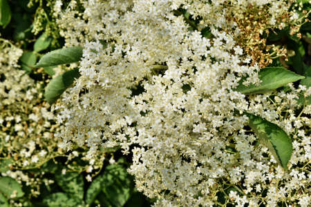 Fresh elderflower (Sambucus nigra)  blooming  in garden