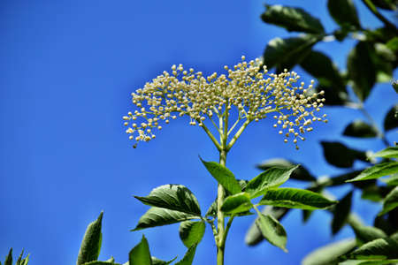 Blooming elderflower (Sambucus nigra) in garden on blue sky background