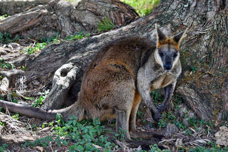 Young cute wild gray wallaby kangaroo sitting on the grass in Sunshine Coast, Queensland, Australia