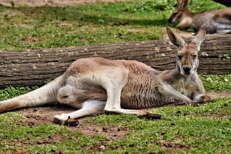 Wild red kangaroo resting in Queensland, Australiaの写真素材
