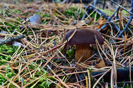 Xerocomus badius mushroom is growing in the forestの写真素材