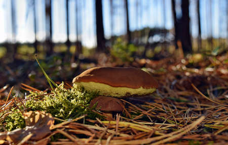 Xerocomus badius mushrooms are growing in the forest