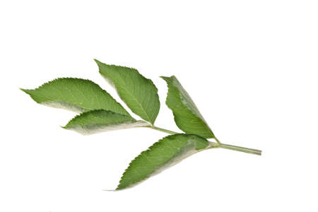 Elderberry, elderflower leaf isolated on white backgroundの写真素材