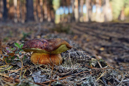 Xerocomus badius edible mushroom is growing in the forest