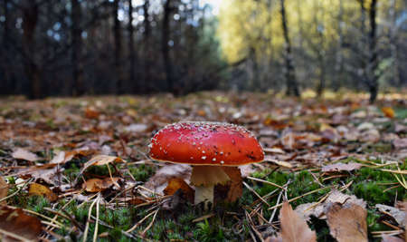 Toxic mushroom amanita muscaria is growing in the forest