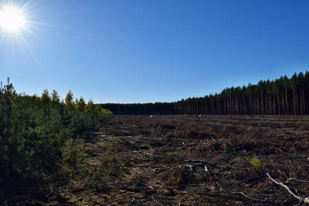 Felling of trees in the forest in Poland, Europeの写真素材