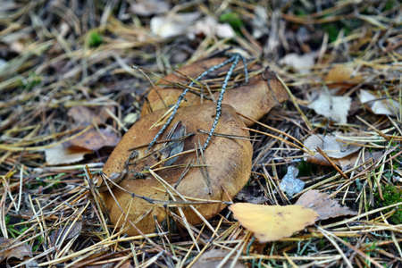 Toxic mushroom paxillus involutus growing in the forest