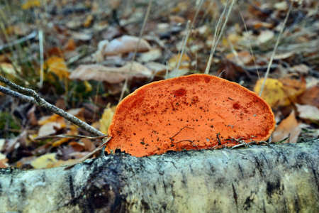 Orange mushroom pycnoporus cinnabarinus growing on birch treeの写真素材