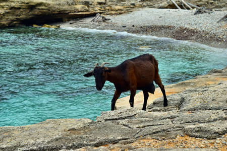 Wild tamed goat is looking and walking on the rock next to the turquoise sea water in Cala Figuera,...