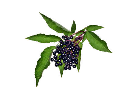 Twig with elderberry and a leaf lying on a white background