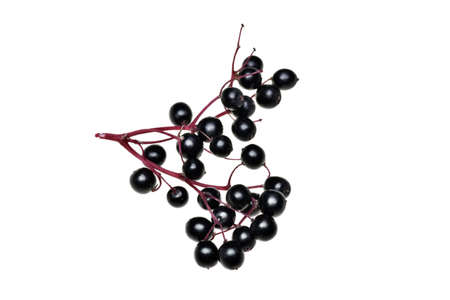 Fresh black elderberry  fruit on a white background