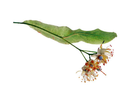 Fresh healthy linden flowers isolated on a white backgroundの写真素材