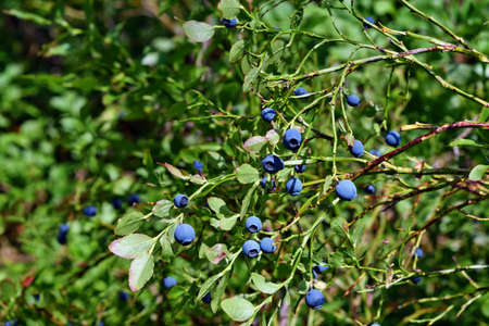 Healthy blueberry plant with ripe fruits in sunny forest