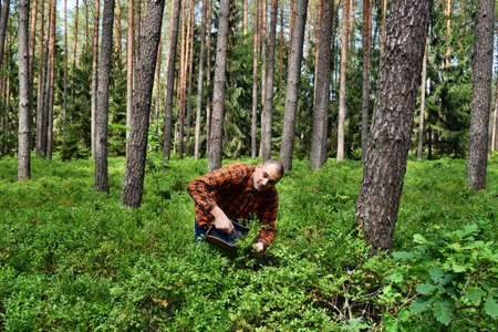 Young man collects blueberries with a special comb in the forest