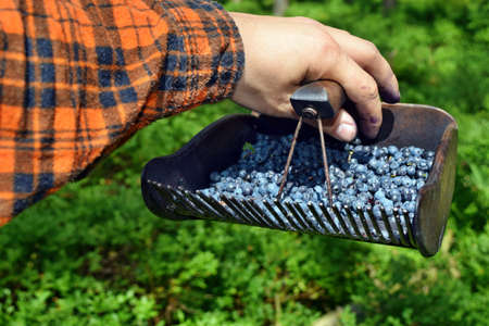 Man is picking blueberries with a special comb in the forest