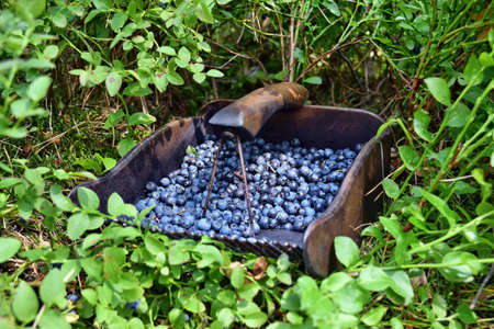 Special comb to picking blueberries in the forest