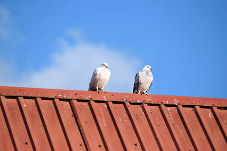 Group of pigeons bird standing on roof dovecoteの写真素材
