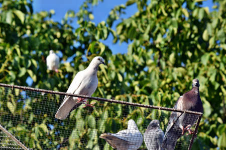 Group of pigeons bird standing on roof dovecoteの写真素材